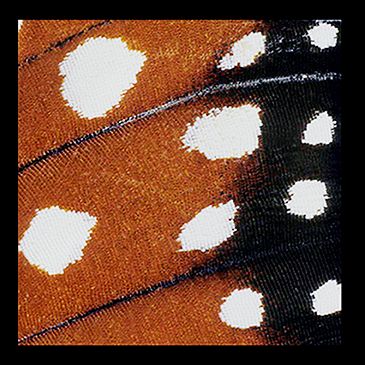 Ektas, microphotos de Gilles Martin