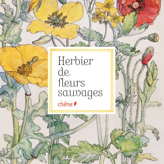 Dessins et peintures, Herbier de fleurs sauvages, Jean-Marie Pelt, Le Chêne