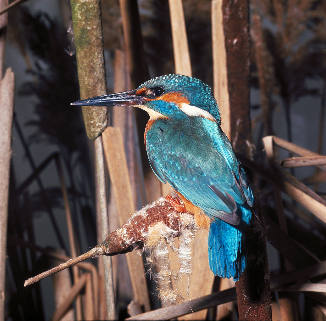 Image faisant partie d'une gallerie